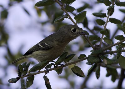 Hutton's Vireo