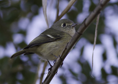 Hutton's Vireo
