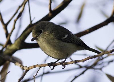 Hutton's Vireo