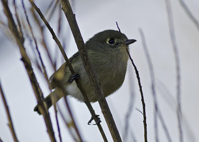 Hutton's Vireo