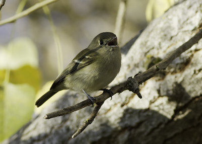 Hutton's Vireo