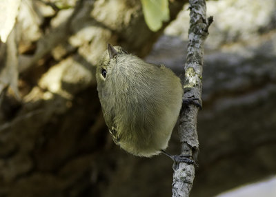 Hutton's Vireo