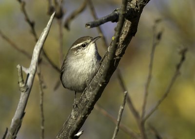 Bewick's Wren