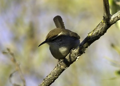 Bewick's Wren