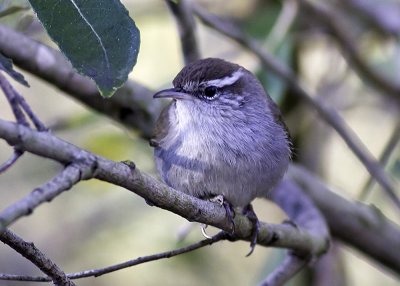 Bewick's Wren