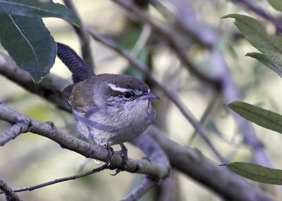 Bewick's Wren