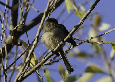 Bushtit