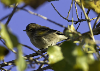 Yellow-rumped Warbler