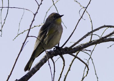 Yellow-rumped Warbler