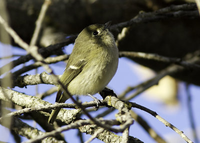 Hutton's Vireo