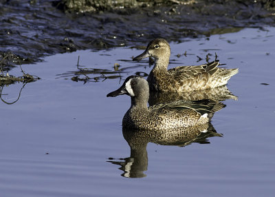 Blue-winged Teal