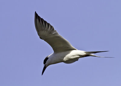 Forester's Tern