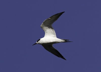 Forester's Tern