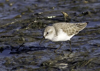 Western Sandpiper