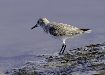 Western Sandpiper