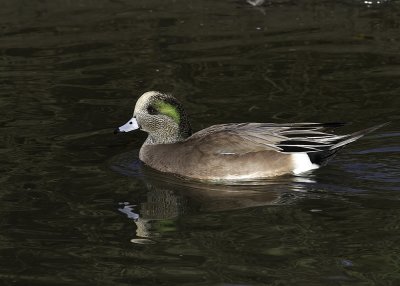 American Wigeon
