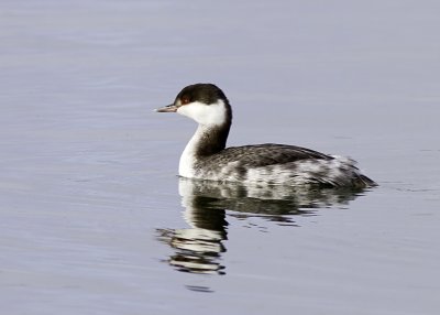 Horned Grebe