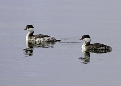 Horned Grebe