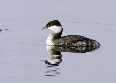 Horned Grebe