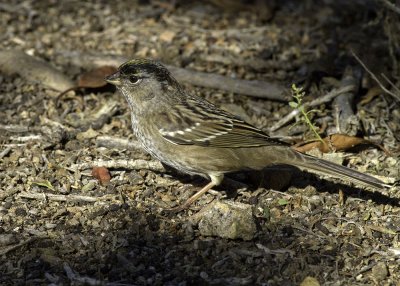 Golden-crowned Sparrow