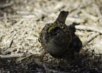 Golden-crowned Sparrow