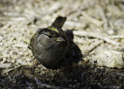 Golden-crowned Sparrow