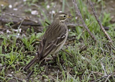 American Pipit