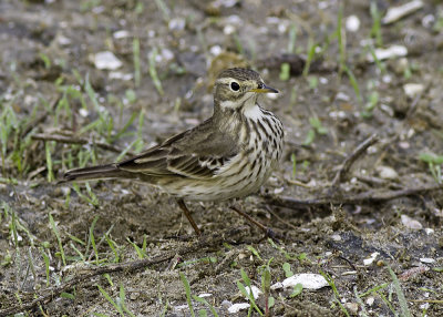 American Pipit