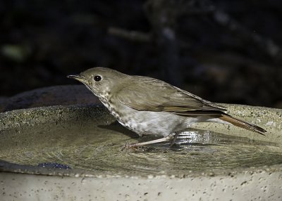 Hermit Thrush