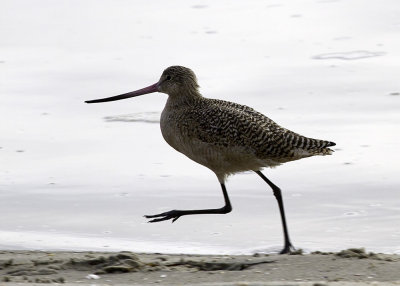 Marbled Godwit