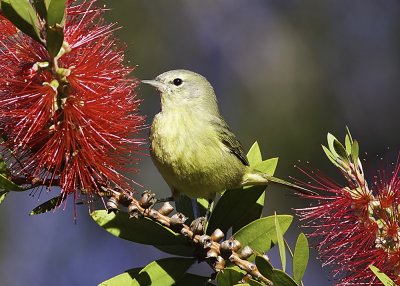 Orange-crowned Warbler