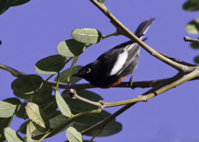 Painted Redstart