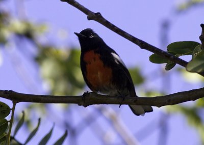 Painted Redstart