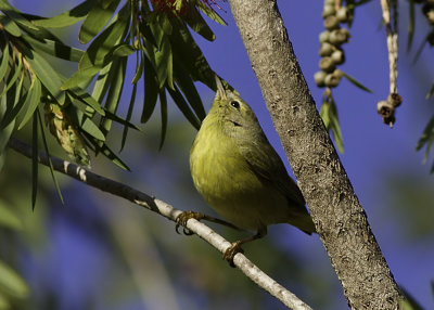 Orange-crowned Warbler