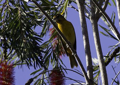 Baltimore Oriole