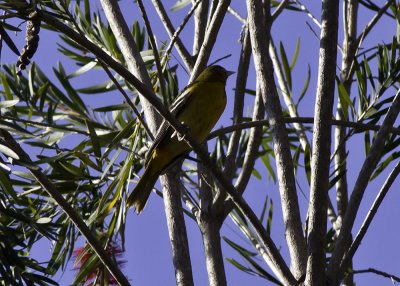 Baltimore Oriole