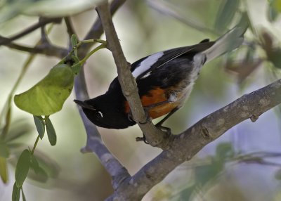 Painted Redstart