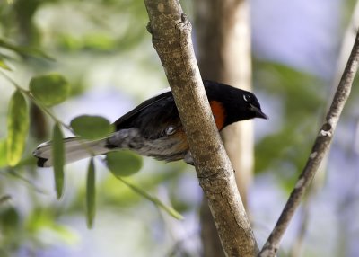 Painted Redstart