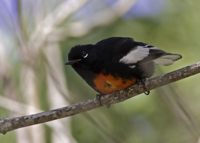 Painted Redstart
