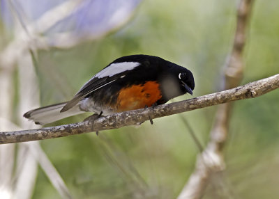 Painted Redstart