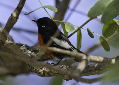 Painted Redstart