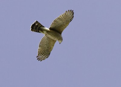 Cooper's Hawk