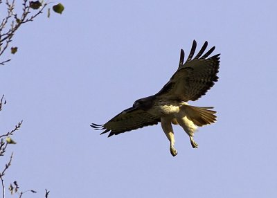 Red-tailed Hawk