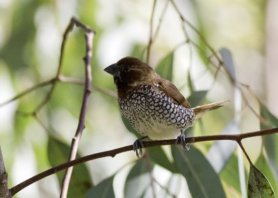 Scaly-breasted Munia