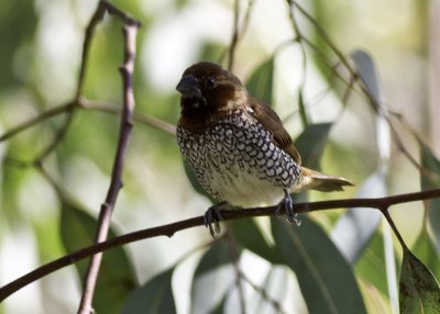 Scaly-breasted Munia