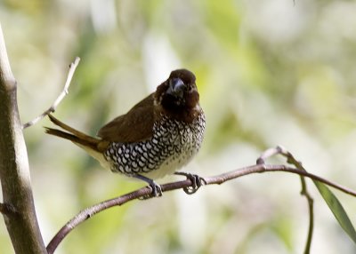 Scaly-breasted Munia