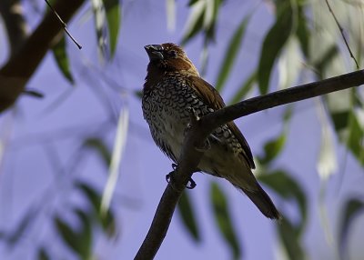 Scaly-breasted Munia