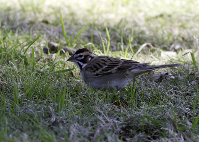 American Lark Sparrow