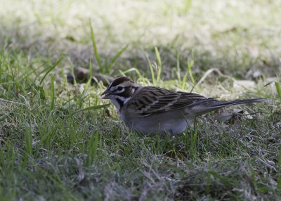 American Lark Sparrow