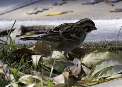 American Lark Sparrow